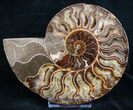 Stunning Polished Ammonite Pair - Crystal Lined #8445-3